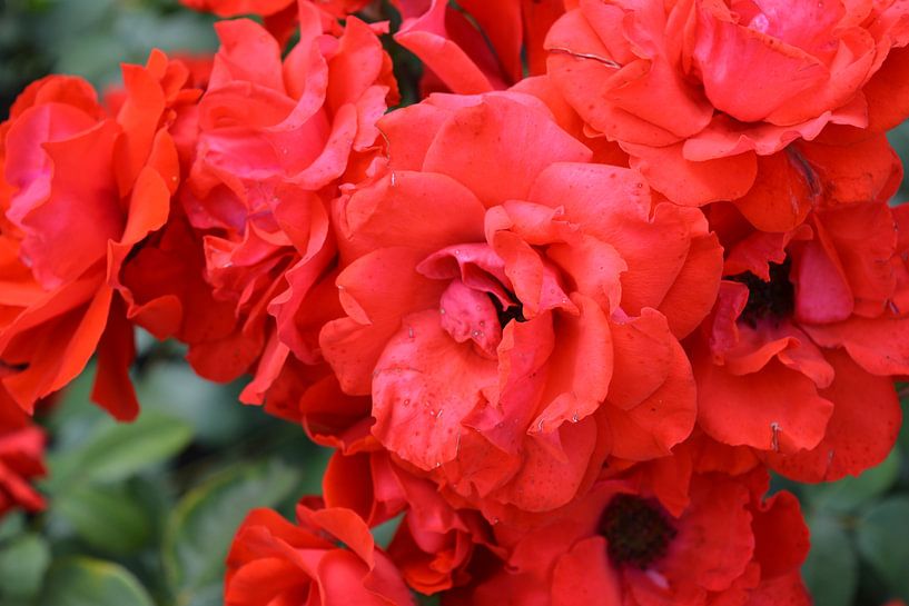 Rode bloemen von Edith Martens