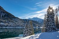 De zon schijnt door de besneeuwde dennen bij Lake Davos, Zwitserland