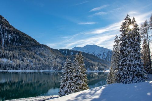 Le soleil brille à travers les pins enneigés du lac de Davos, en Suisse