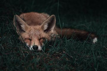 Orange fox sleeps in the grass