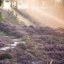 Zonnestralen op een heideveld in Posbank van Dorota Talady