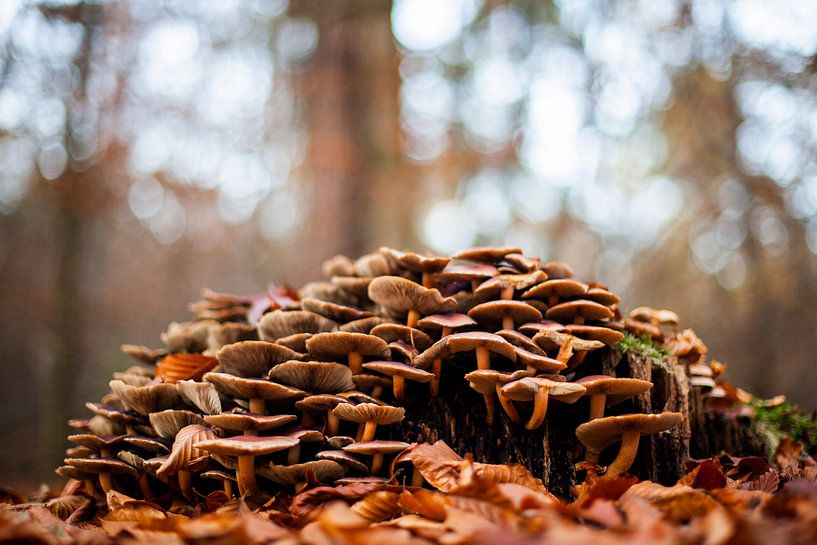 Montagne de champignons par Anouk Pross