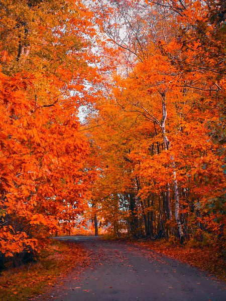 Herbst 38 von snippefotografie