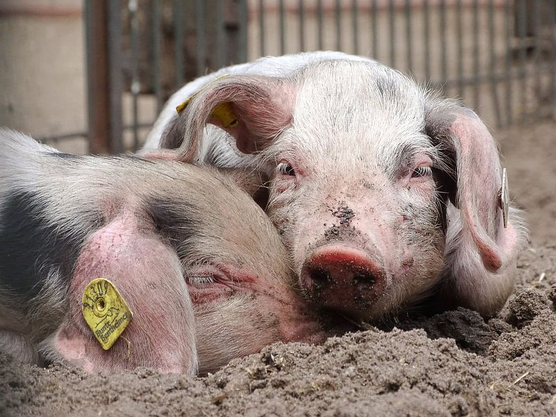 dormant piglets by Liv ter Riet