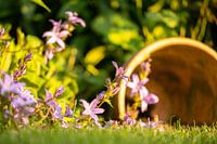 Kleine Gartenszene