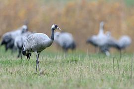 Kranich ( Grus grus ), kleiner Trupp bei der Rast während des Vogelzuges im Herbst, wildlife, Europa von wunderbare Erde