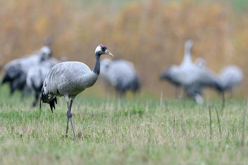 Kranich ( Grus grus ), kleiner Trupp bei der Rast während des Vogelzuges im Herbst, wildlife, Europa