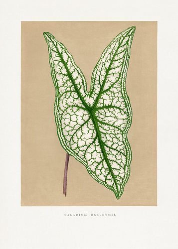 Groene Caladium Belleymii-bladillustratie