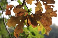 Herfstblad von Pamela Fritschij Miniaturansicht