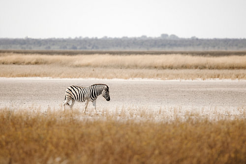 Zèbre dans la savane