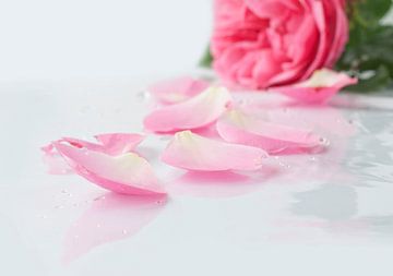 Roze roos en rozenblaadjes van Andrea Diepeveen