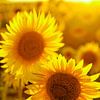 zonnebloemen van Paul Piebinga