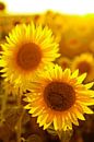 zonnebloemen van Paul Piebinga thumbnail