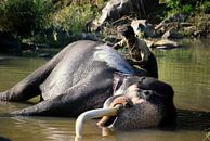 Éléphant en Inde se baigne par Marjolijn Vledder Aperçu
