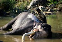 Elephant in India is getting a bath