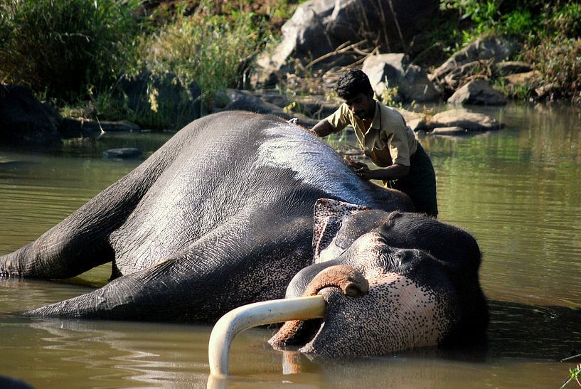 Éléphant en Inde se baigne par Marjolijn Vledder