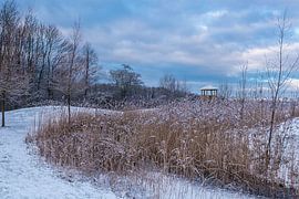 Prille winterochtend van Anneriek de Jong