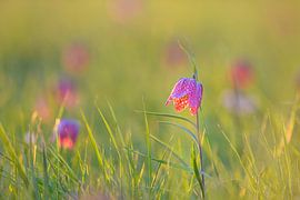 Fritillaria meleagris in a meadow during a springtime sunrise by Sjoerd van der Wal Photography