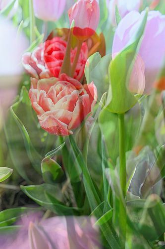 Abstracte fotografie | Fine-Art Nature |  Elegant in haar eenvoud