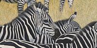 Zebra's