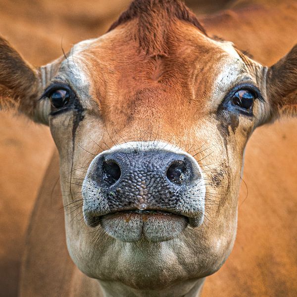 Close-up portrait of a young Hereford cow by Harrie Muis