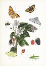 Bavures d'insectes par Jasper de Ruiter Aperçu