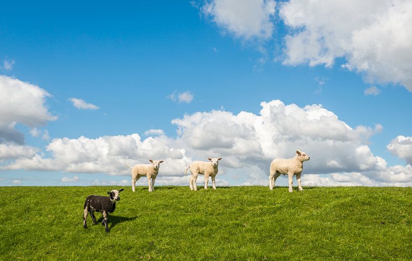 Four lambs on a dike by Ruud Morijn