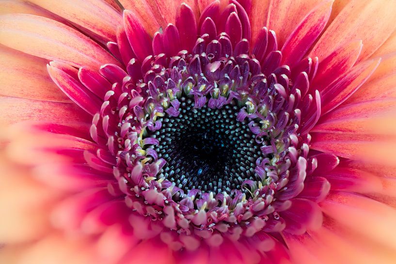 Hart van een gerbera von Wim Stolwerk
