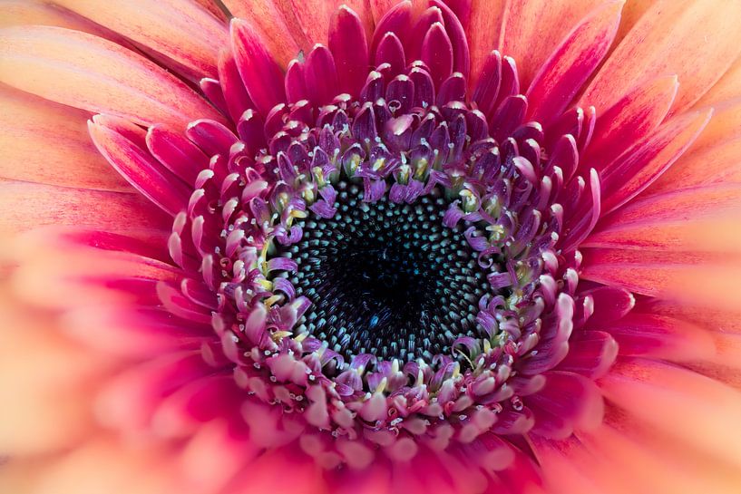 Heart of a gerbera von Wim Stolwerk