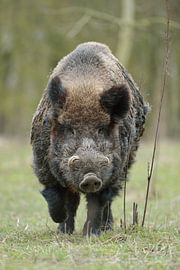 Wild Boar,  impressive strong male with huge tusks