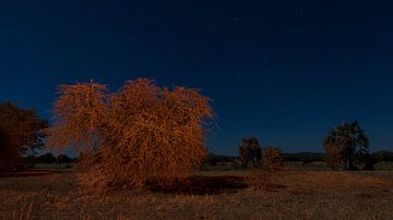 An African orchard at night by Lennart Verheuvel