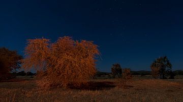 Un verger africain de nuit sur Lennart Verheuvel