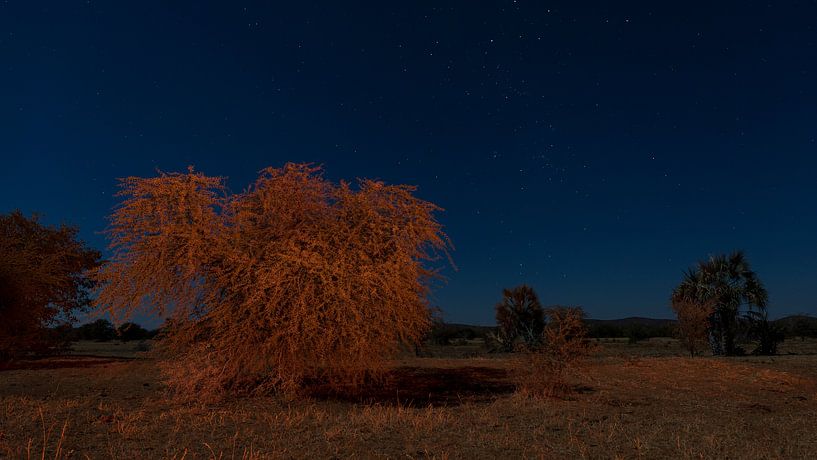 An African orchard at night by Lennart Verheuvel