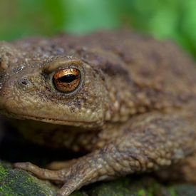 Common toad (profile) sur Stijn de Jong