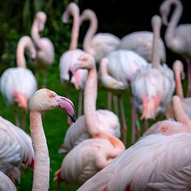 Flamingo von Kevin Vervoort