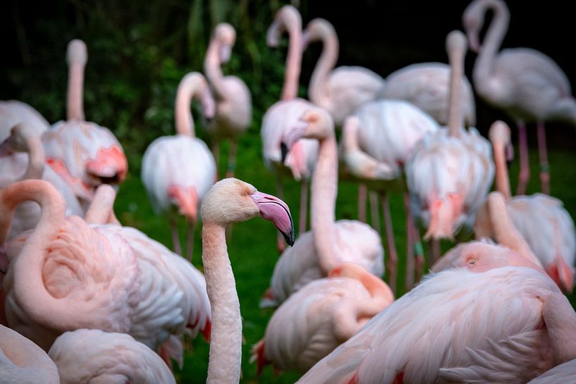 Flamingo van Kevin Vervoort