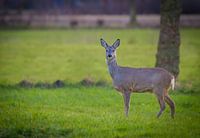 Deer 