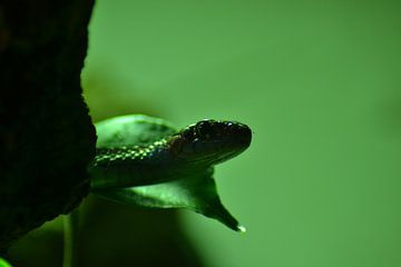 Tree snake among the leaves by Barry Randsdorp