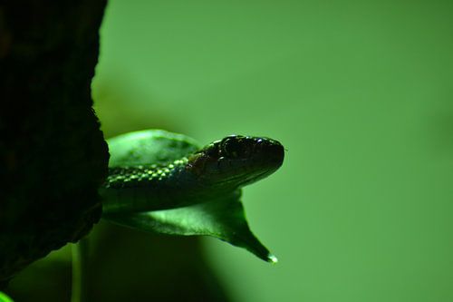 Boomslang zwischen den Blättern