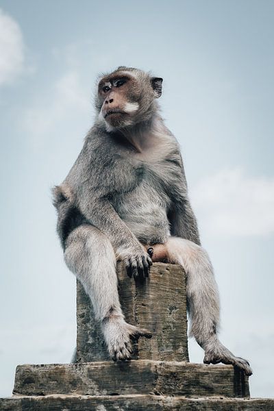 Singe regardant l'océan depuis un pilier du temple par Troy Wegman