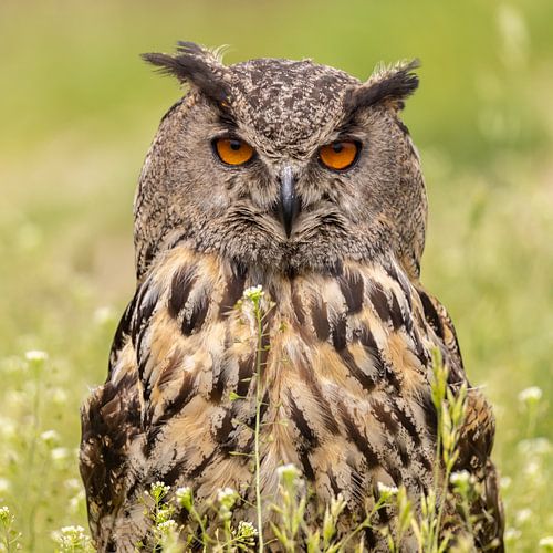 Oehoe, Bubo bubo, Roofvogel