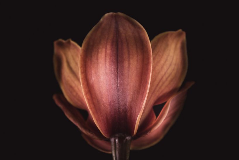 Fine art Orchid by Sandra Hazes