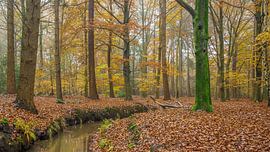 Herfst van roeland scheeren