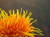 Saffloer oranje bloem von Margreet van Tricht Miniaturansicht