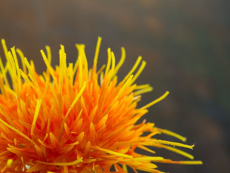 Saffloer oranje bloem von Margreet van Tricht