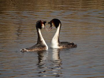 Baltsende futen sur El'amour Fotografie