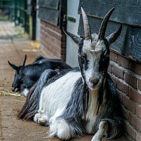 Chill Goat van Andre Klooster