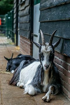 Chill Goat sur Andre Klooster