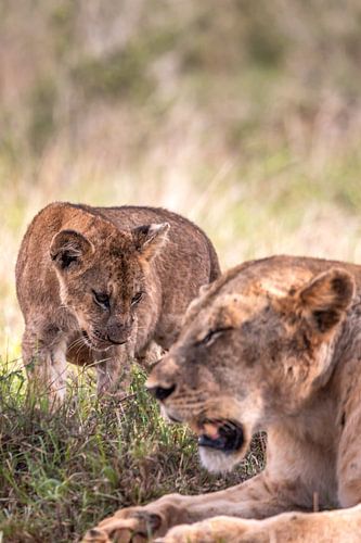 Baby leeuw in focus met moeder leeuwin, Kenia Afrika