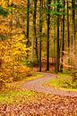 Herfst van Irene Doorten thumbnail